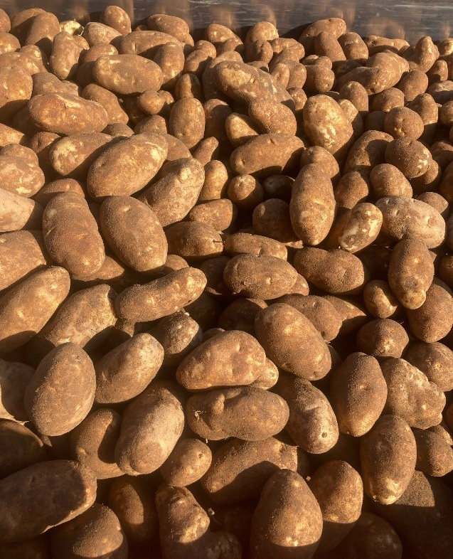 Potatoes on pilers 2023.jpg